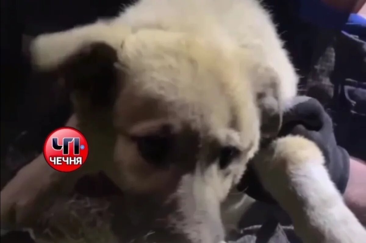    Спасатели из Чечни высвободили щенка, застрявшего в бетонных плитах