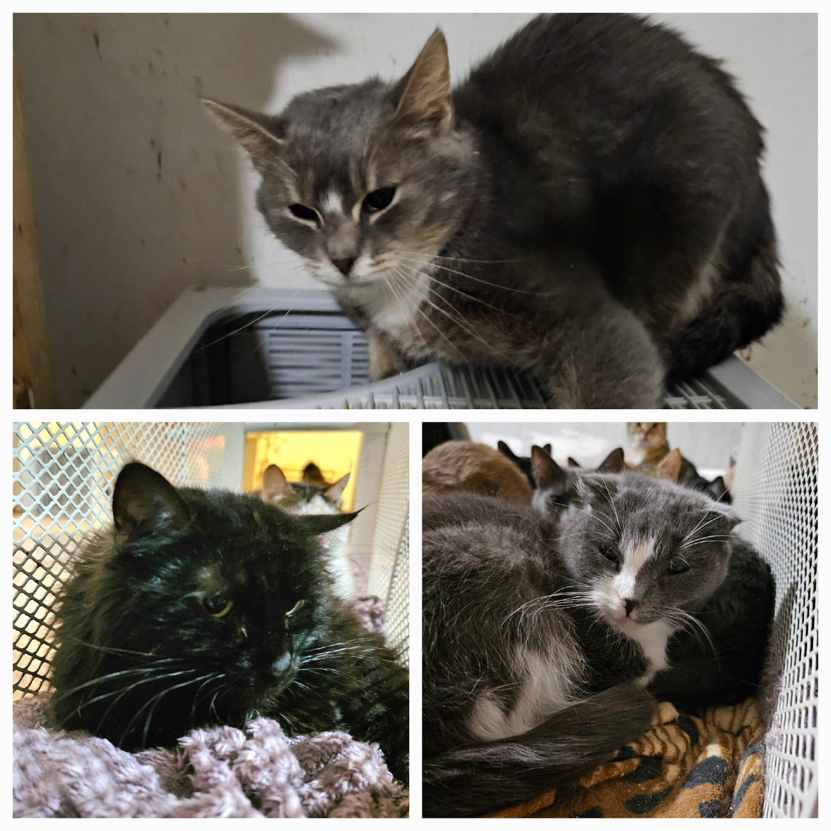 Фото автора. Заболели хвостики.