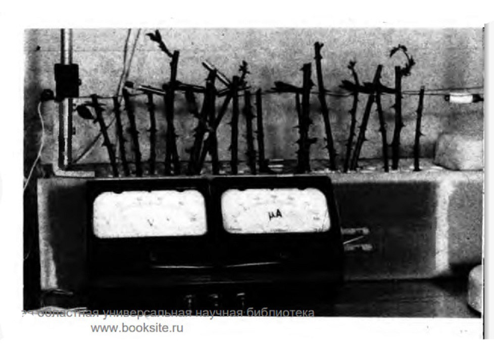 Фото 1. Лабораторная установка ускоренного выращивания черенков.