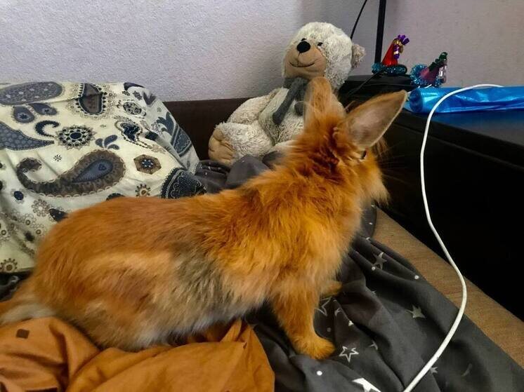     Ветеринарный врач: рацион животного можно изменяться в зависимости от сезона года. Фото: МК в Мурманске