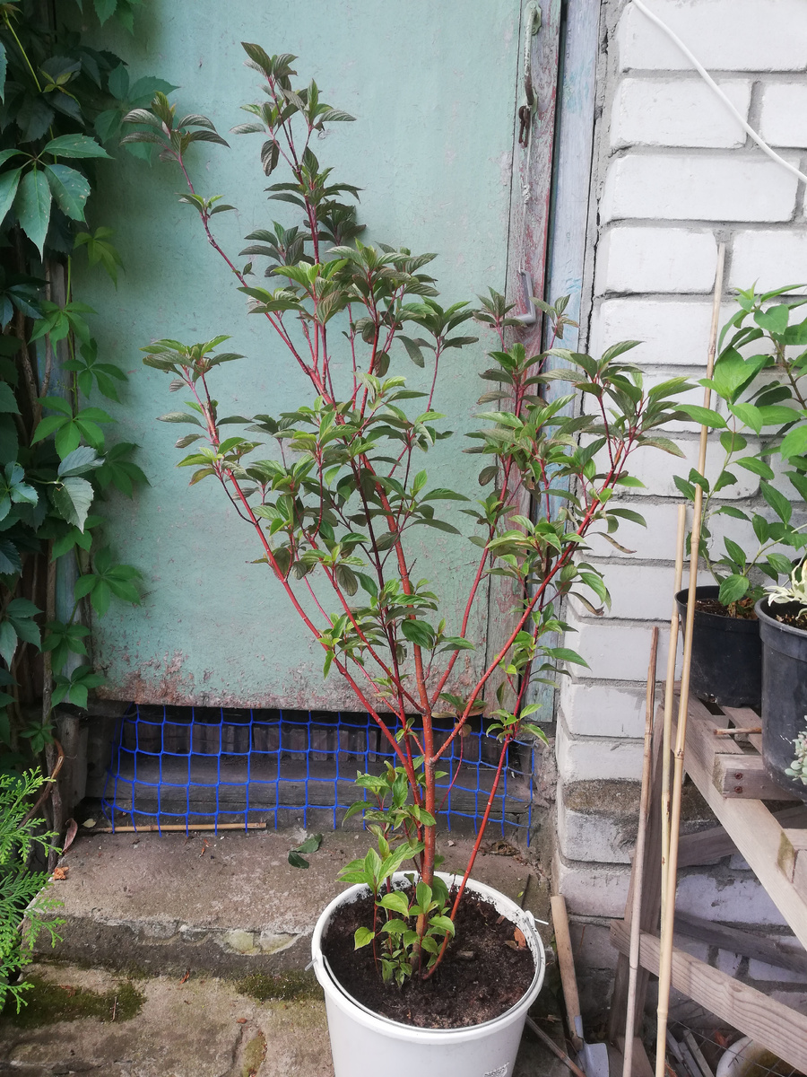 Дерен "Кессельринги" из грунта, взрослый куст, отсаженный в  12 литров. 700р - дорого? Три месяца ждал своего покупателя и в итоге счастливая хозяйка увезла его в новый дом))