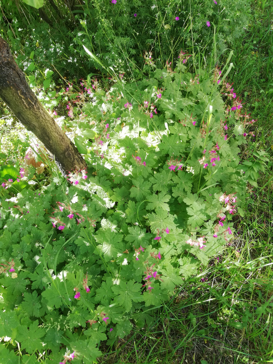 Вот была нужна хорошему человеку герань крупнокорневищная - я с радостью поделилась, мне не жалко))