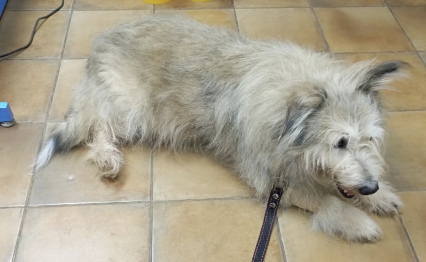 Топотун наш Боба