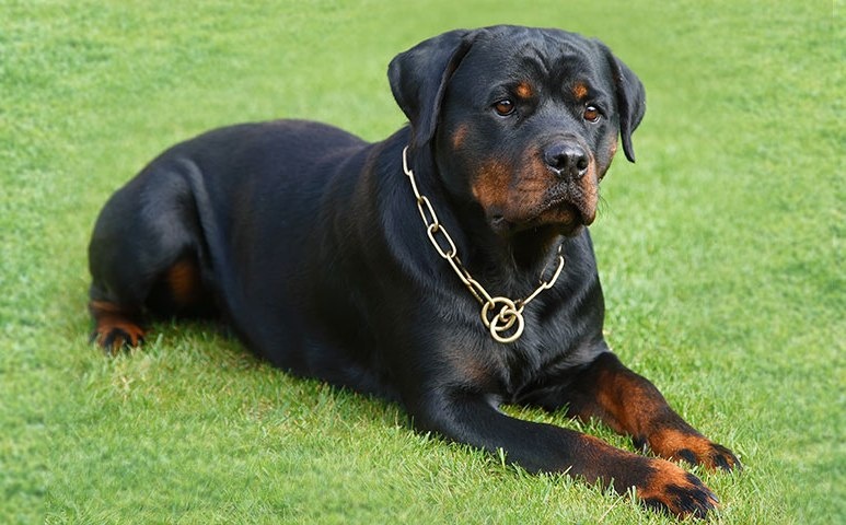 Фото с сайта: https://regul-k9.com/blog/poroda-rotvejler-harakteristika-i-opisanie/
