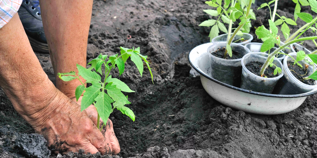 Помидоры растут как на дрожжах! Уникальная схема посадки от сибирских огородников