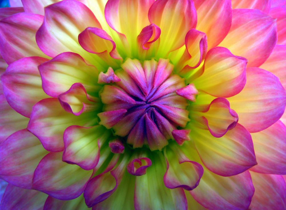 Картинка найдена на просторах интернета, ссылка https://yandex.ru/images/search?from=tabbar&img_url=https%3A%2F%2Fi.pinimg.com%2Foriginals%2Fa8%2F34%2F3f%2Fa8343f812879b5e7bd53274cf0591a19.jpg&lr=47&pos=15&rpt=simage&text=%D1%86%D0%B2%D0%B5%D1%82%D1%8B%20%D0%BA%D1%80%D1%83%D0%BF%D0%BD%D0%BE%20%D1%84%D0%BE%D1%82%D0%BE