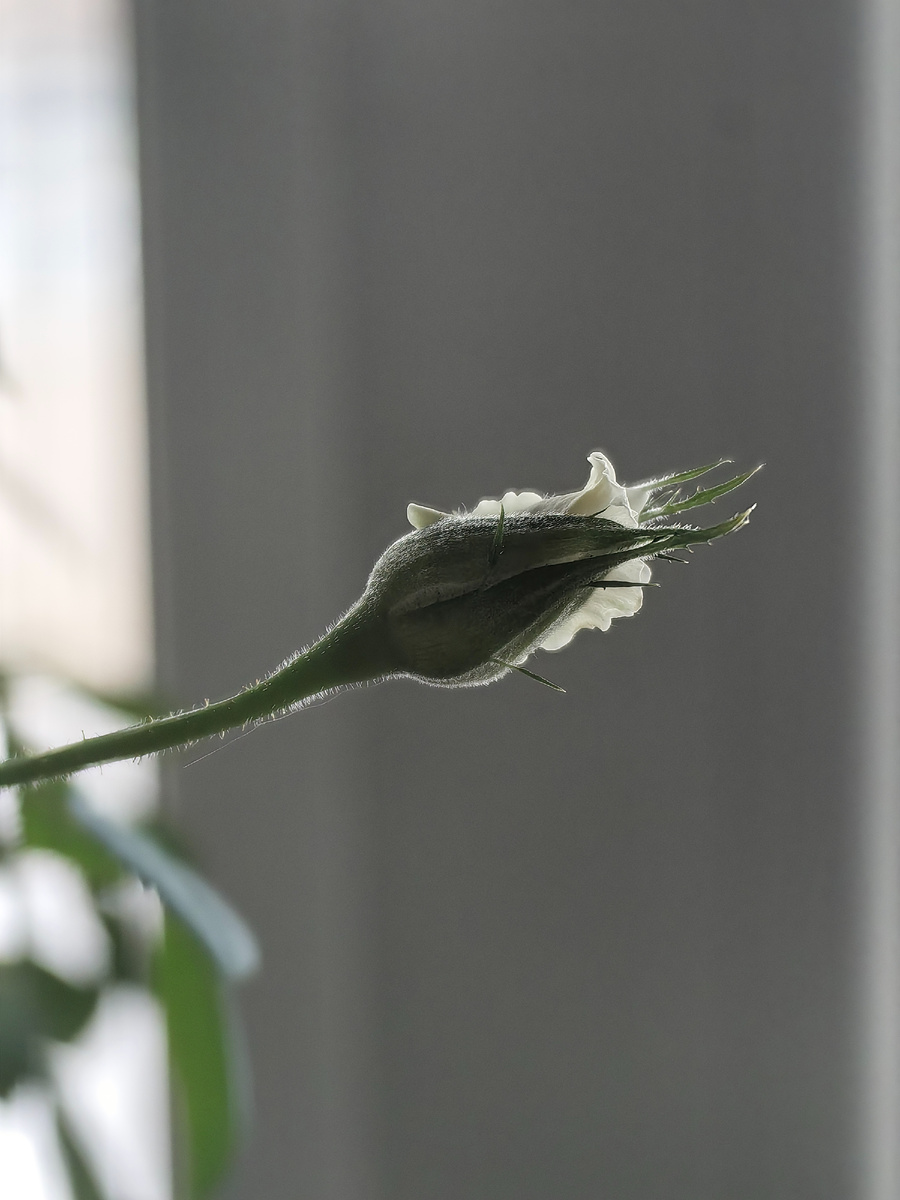 Белая розочка. 