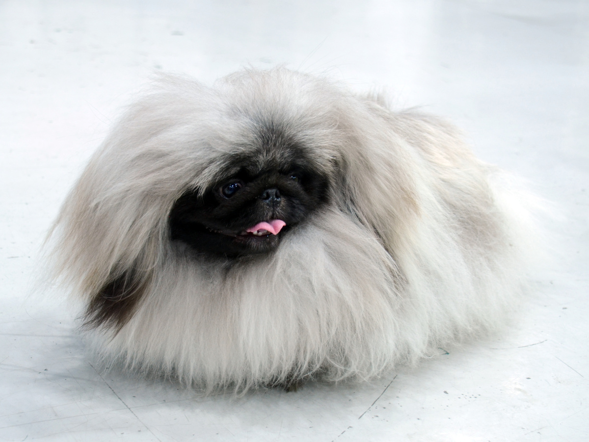 Собака породы пекинес. Фото из личного архива. К героям публикации отношения не имеет