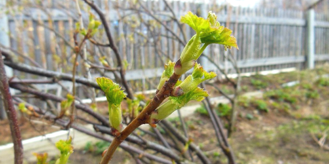 Простая весенняя обработка смородины в 3 раза увеличивает ягоды. Проверенный график