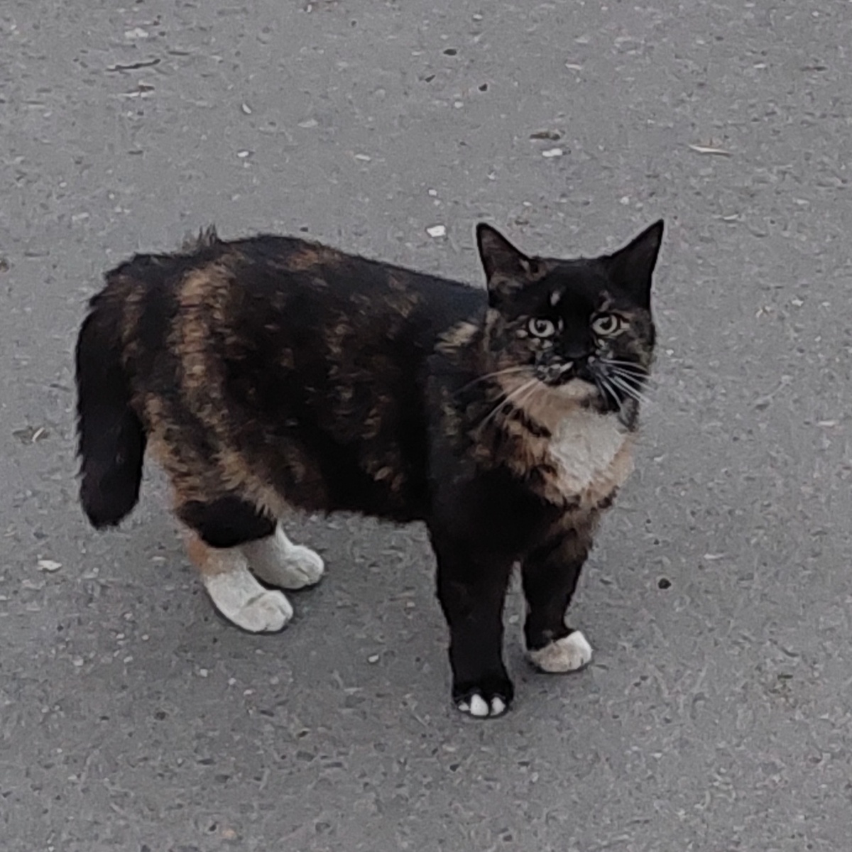 Та самая кошечка или кот.