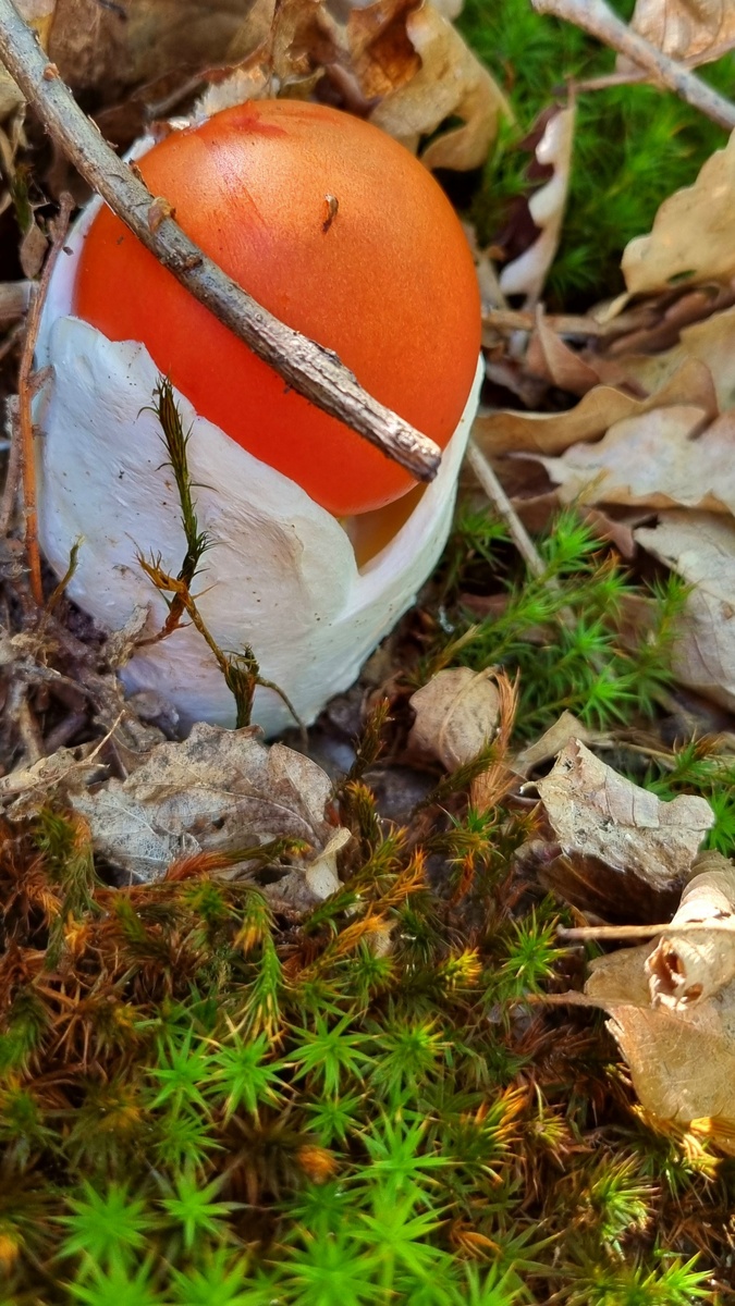 Красавчик Цезарь. Фото Elena HrisTan. 