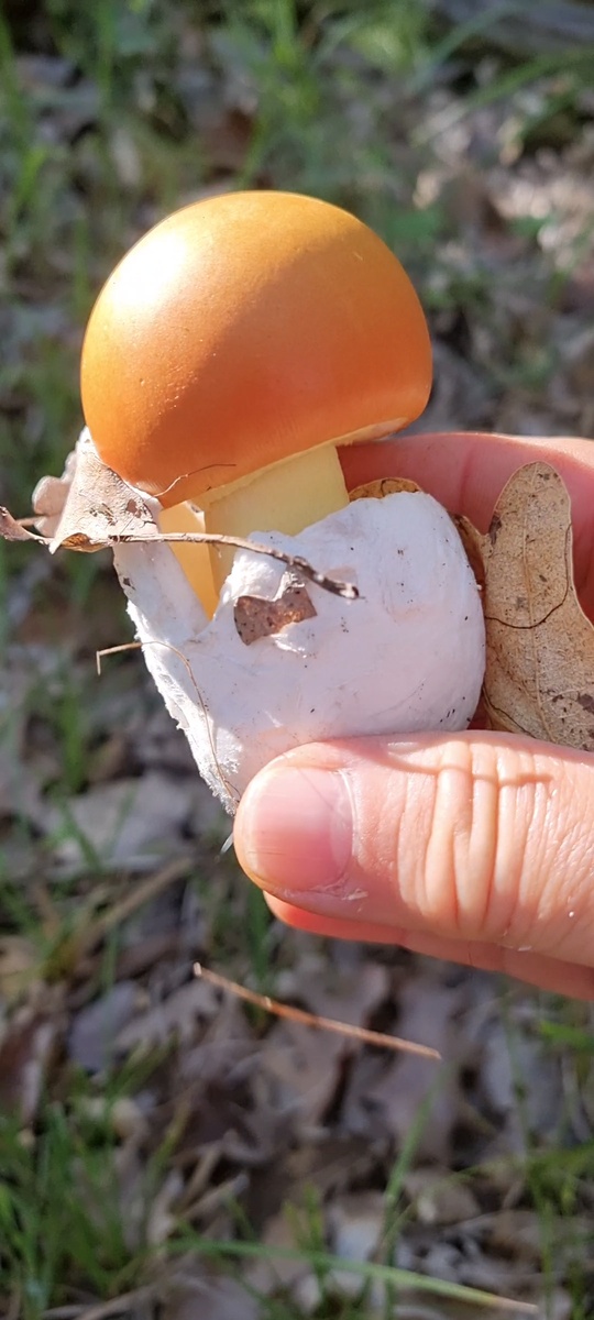 Мой красавчик Цезарь. Фото Elena HrisTan 