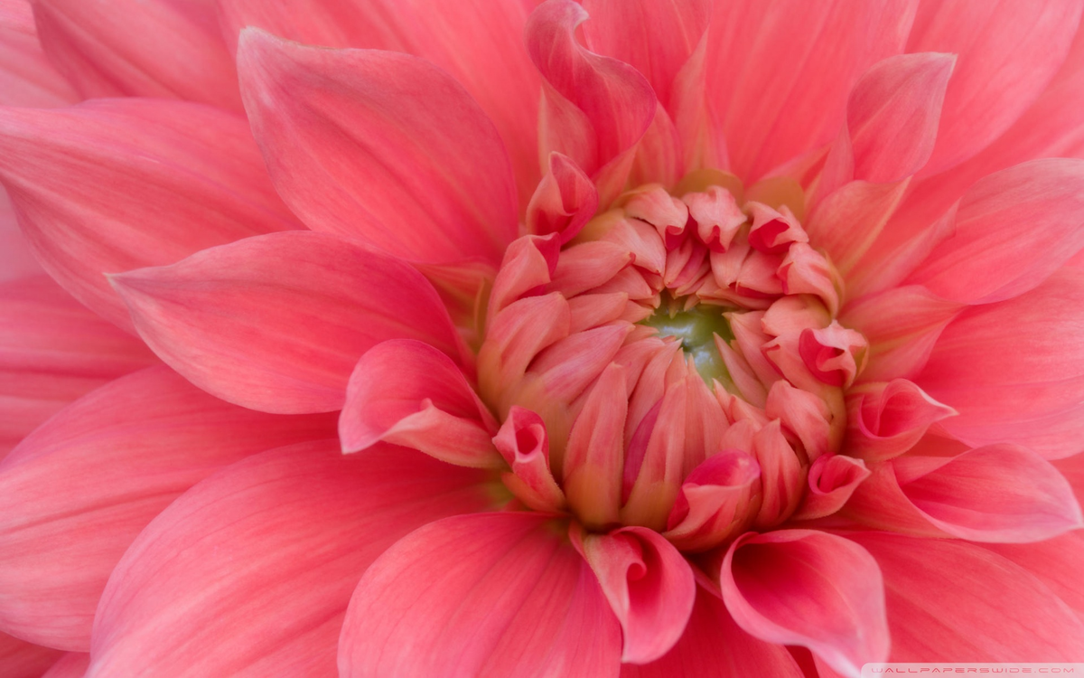 картинка найдена на просторах интернета, ссылка: https://yandex.ru/images/search?from=tabbar&img_url=https%3A%2F%2Fwww.tapeciarnia.pl%2Ftapety%2Fnormalne%2F67935_rozowa_dalia.jpg&lr=47&pos=20&rpt=simage&text=%D1%86%D0%B2%D0%B5%D1%82%D1%8B%20%D0%BA%D1%80%D1%83%D0%BF%D0%BD%D0%BE%20%D1%84%D0%BE%D1%82%D0%BE