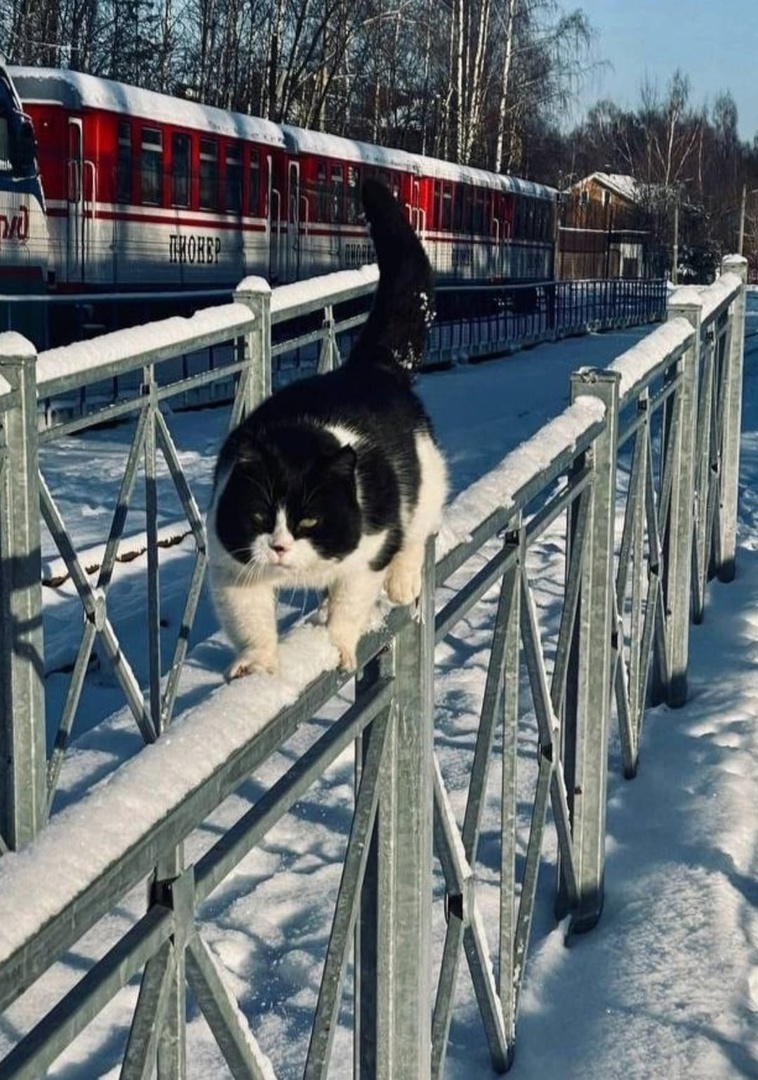 иллюстрация из яндекс картинки.