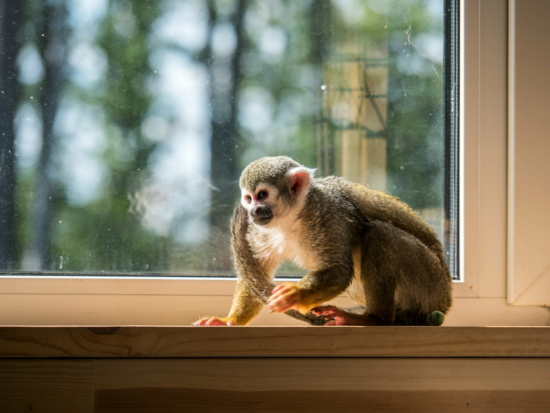 Фото: Яндекс картинки