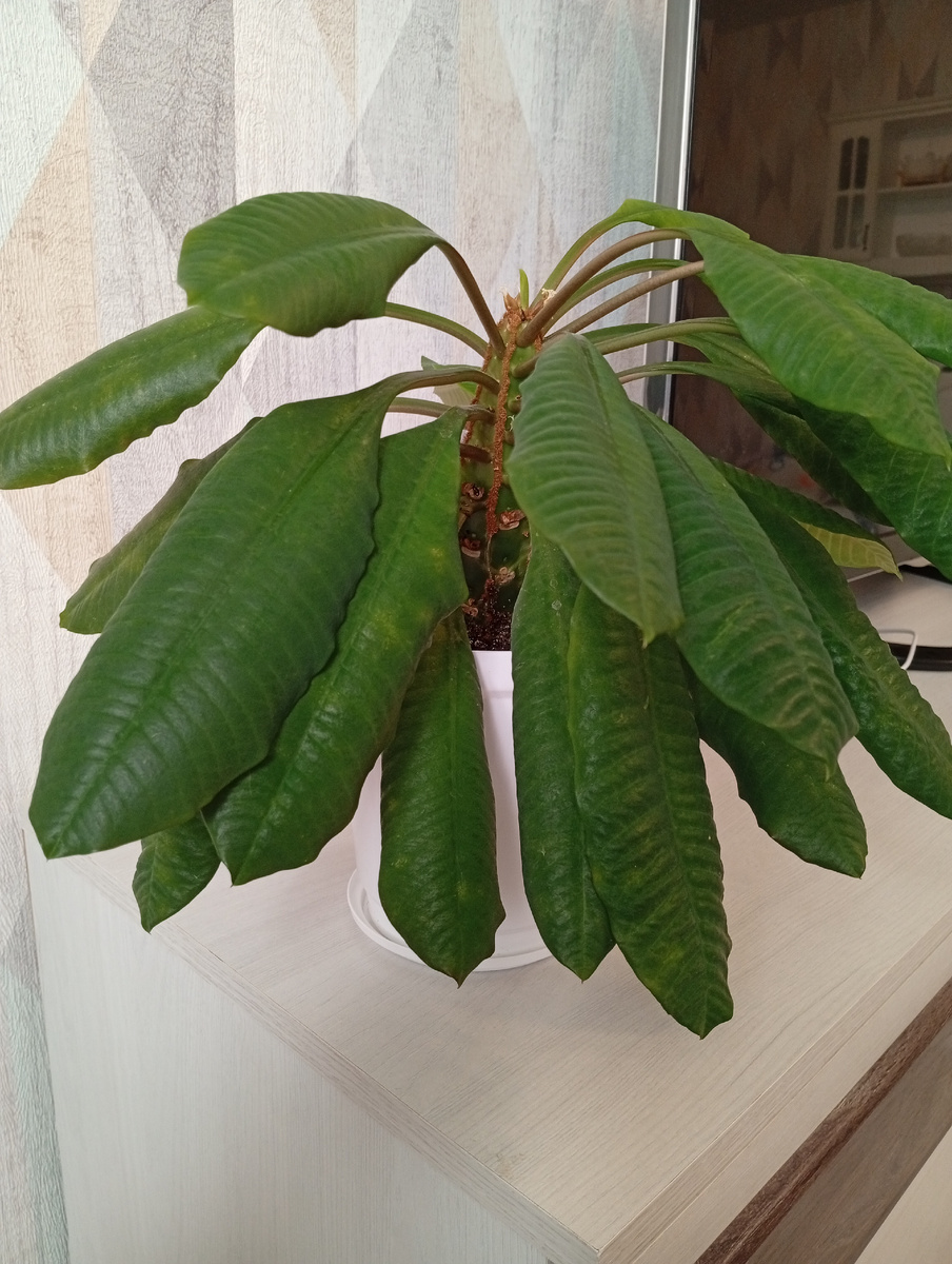 Сейчас он выглядит так... Листья потихоньку поднимаются, даже новые растут. Старые не опадают. Глупым конечно было это решение, но что сделано, то сделано. Теперь мне остаётся только любоваться им прежним  на одном из сайтов о комнатных растениях, куда я отправила фото обоих растений, показывать я не зная, можно или нет, скорее всего нет(а я даже  не подумала сделать фото для себя перед обрезкой 🤦‍♀). Буду заново растить таких красавчиков.