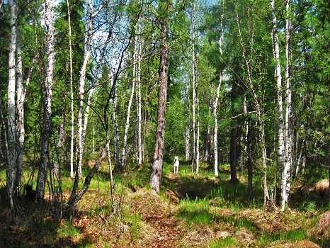Фотографии Татьяны Немшановой. 19 июня 2018. Утро в тайге Крайнего Севера Западной Сибири. Таёжный северный лес.  ХМАО- Югра.Тюменская область. Зауралье.