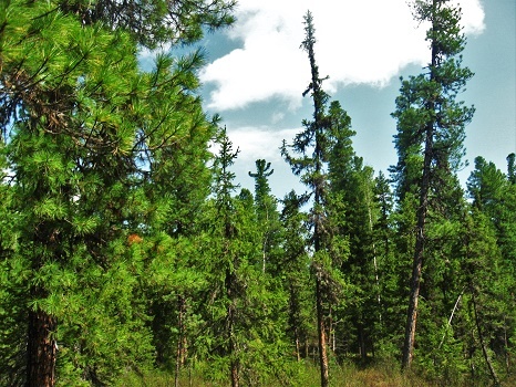 Фотографии Татьяны Немшановой. 19 июня 2018. Утро в тайге Крайнего Севера Западной Сибири. Таёжный северный лес.  ХМАО- Югра.Тюменская область. Зауралье. Кедр.