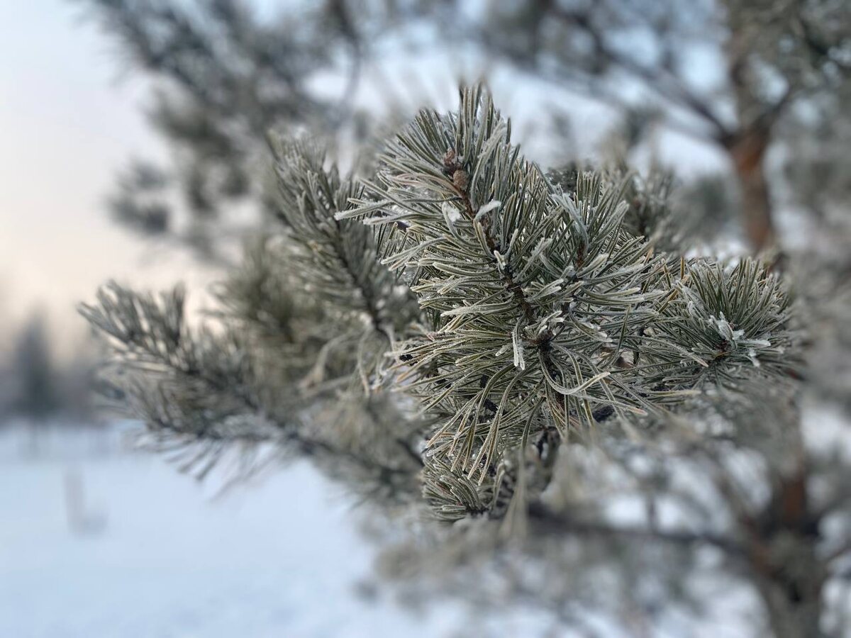 Фото:©"Город Прима"