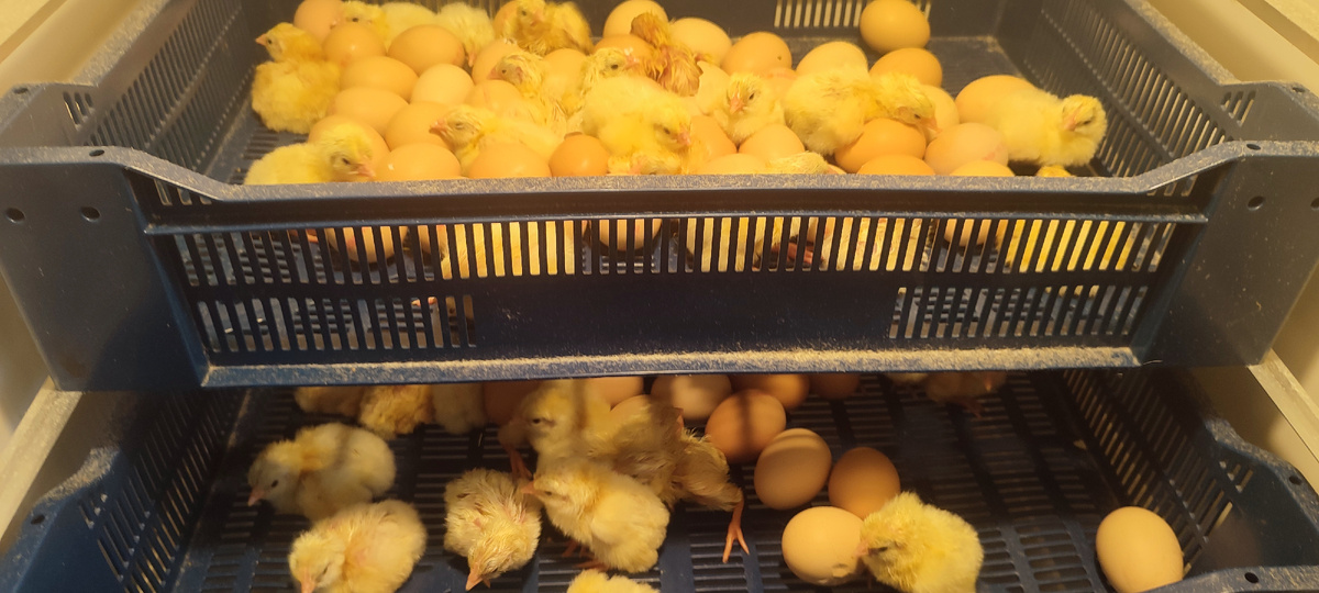 Пока вывод идёт хорошо, но делать какие-то выводы пока рано