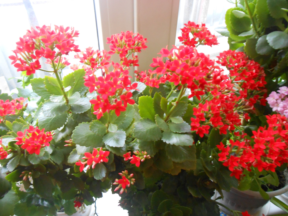 Вот он самый первый 