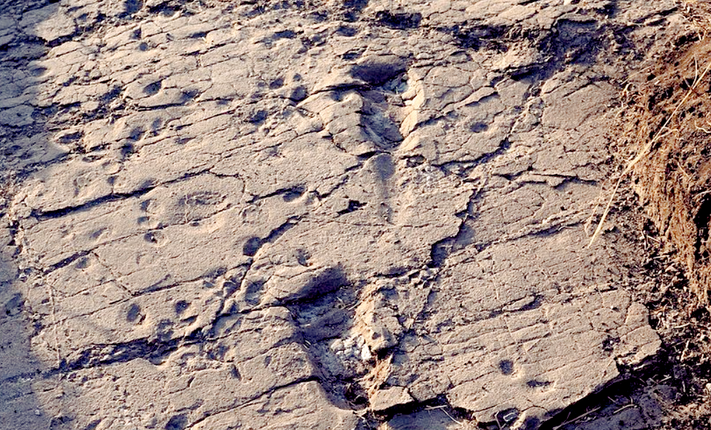 Следы были оставлены тремя особями: двумя взрослыми и ребенком. Источник фото: tranquilsafari.com