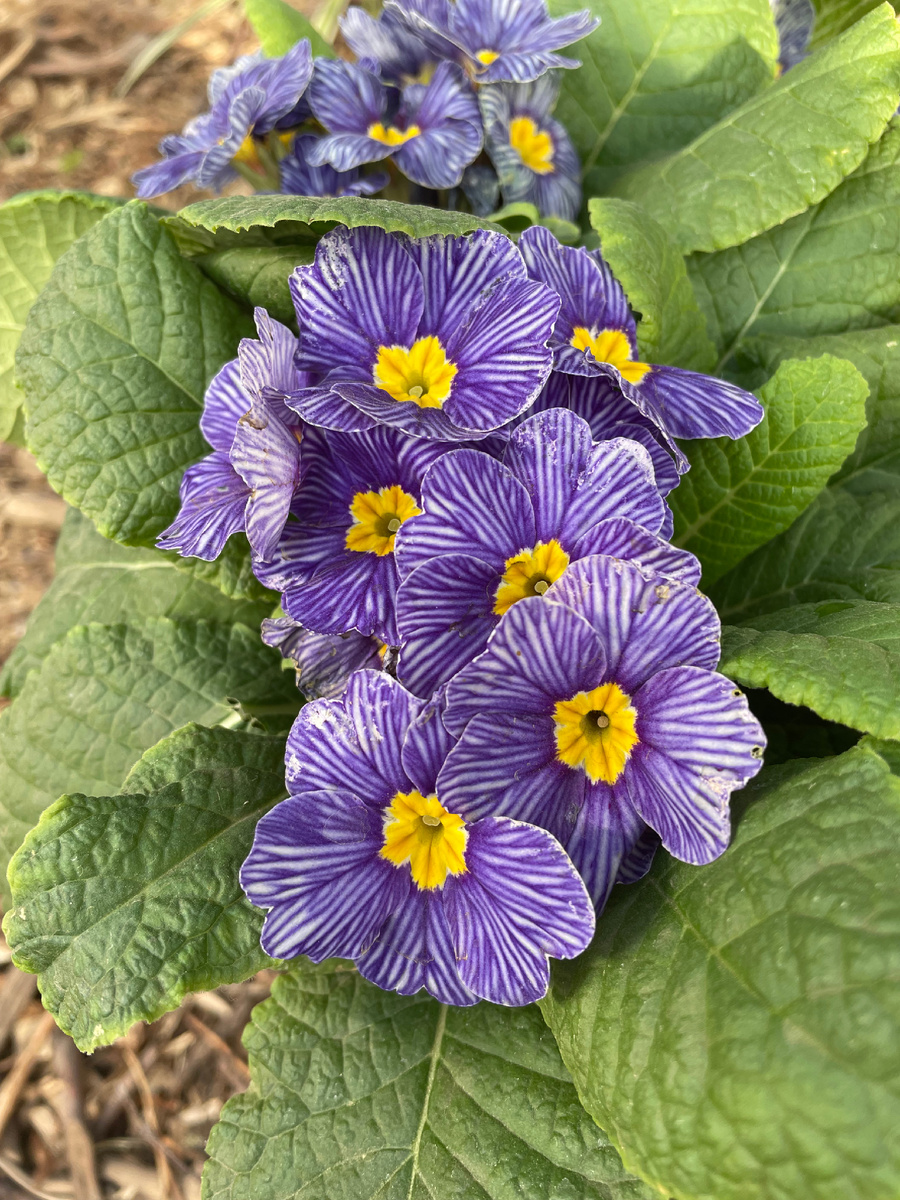 Примула из оранжереи.