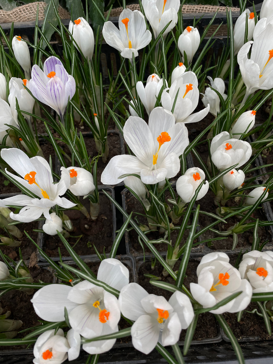 Нежные крокусы