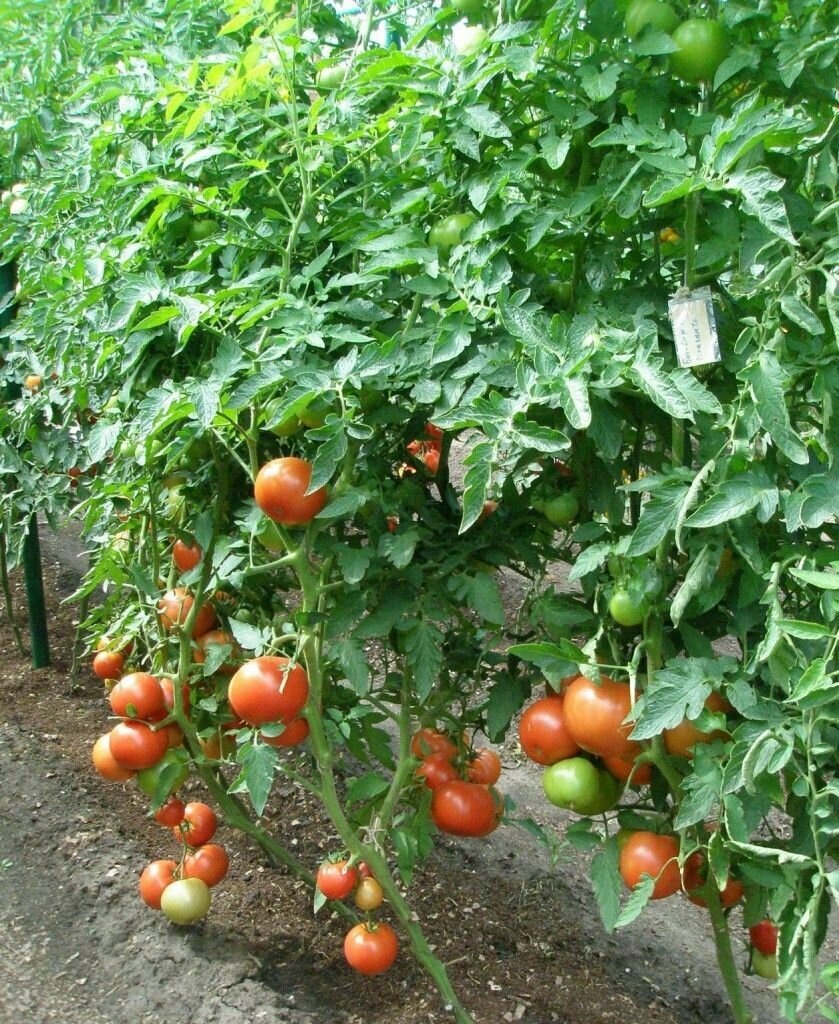 Бин бой томат