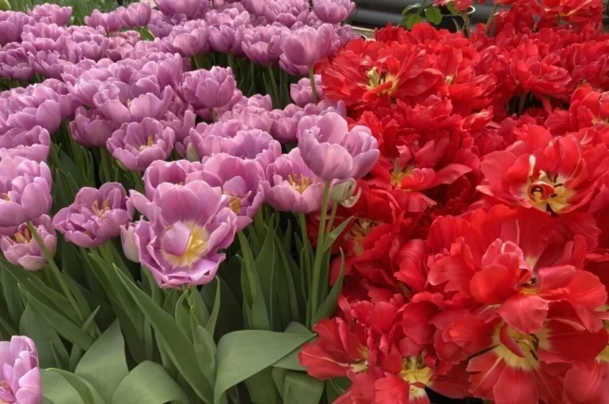    Увидели весну, опустошили «закрома».