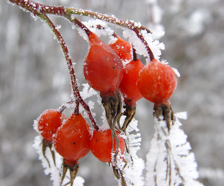 Плоды шиповника