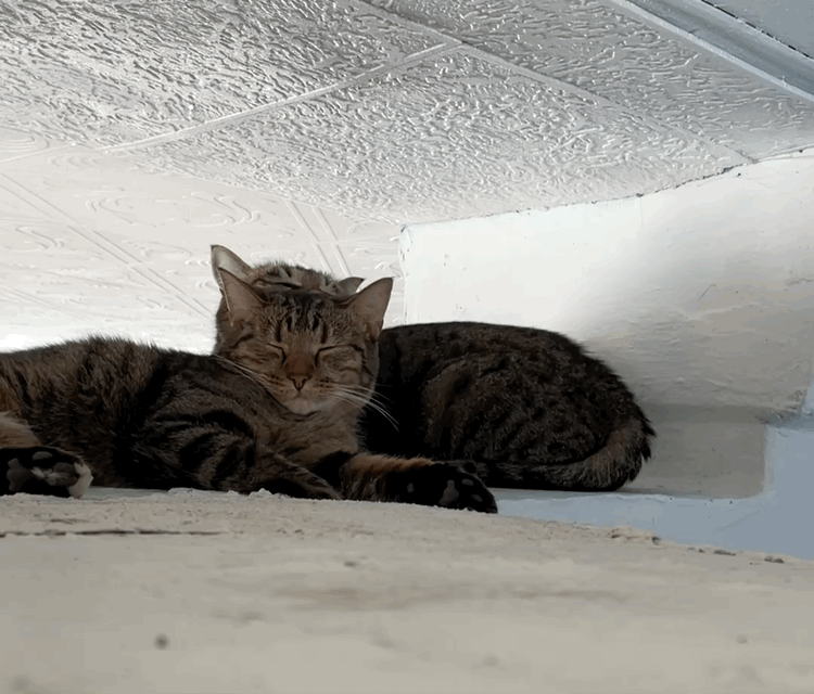 Семен заботливо вылизывает младшенького Шпрота