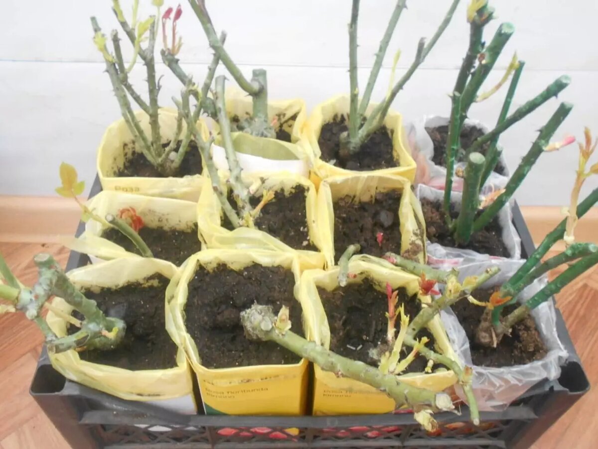     Автор: Нина Соловьева Источник: udm-info.ru