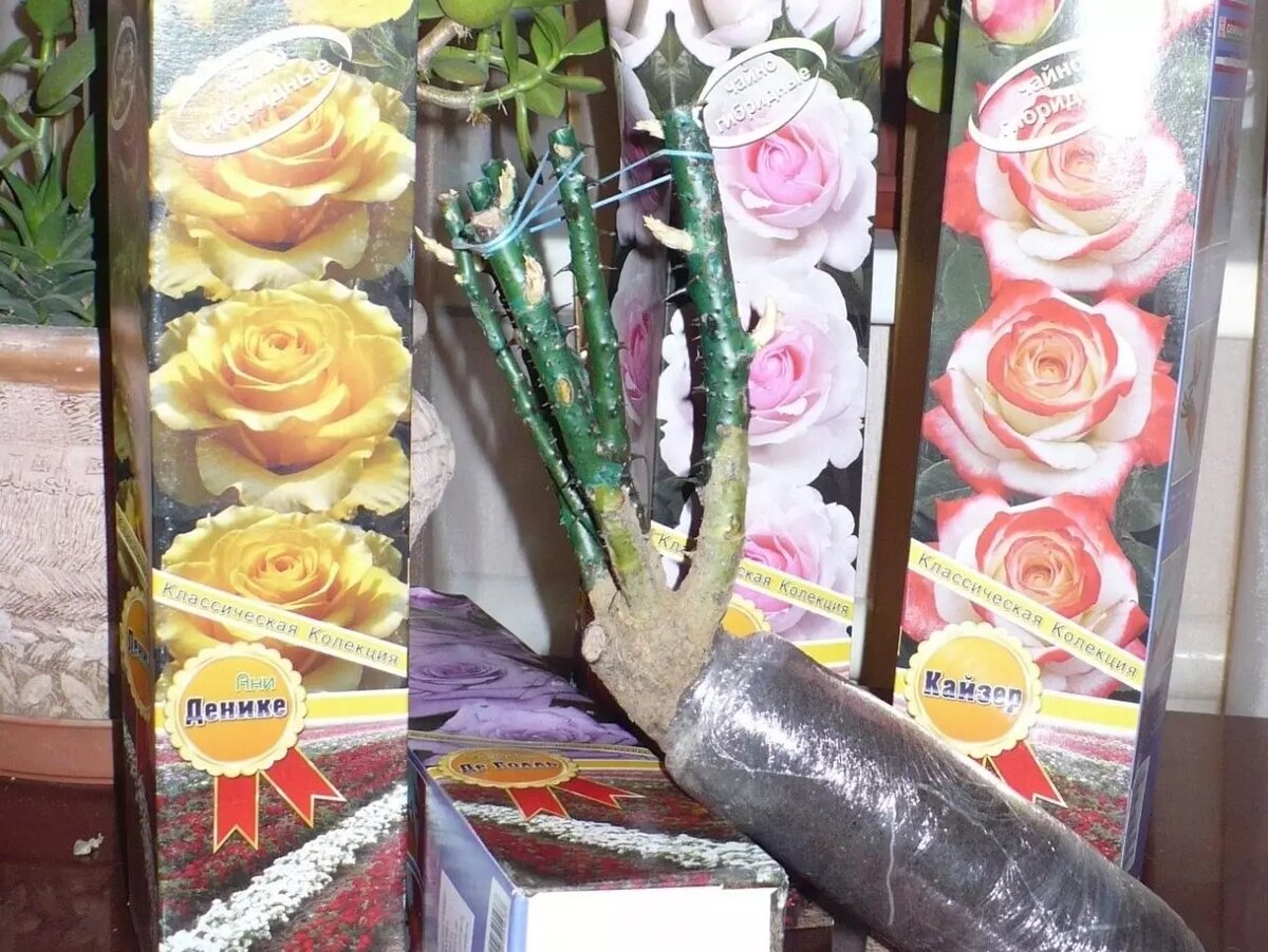     Автор: Нина Соловьева Источник: udm-info.ru