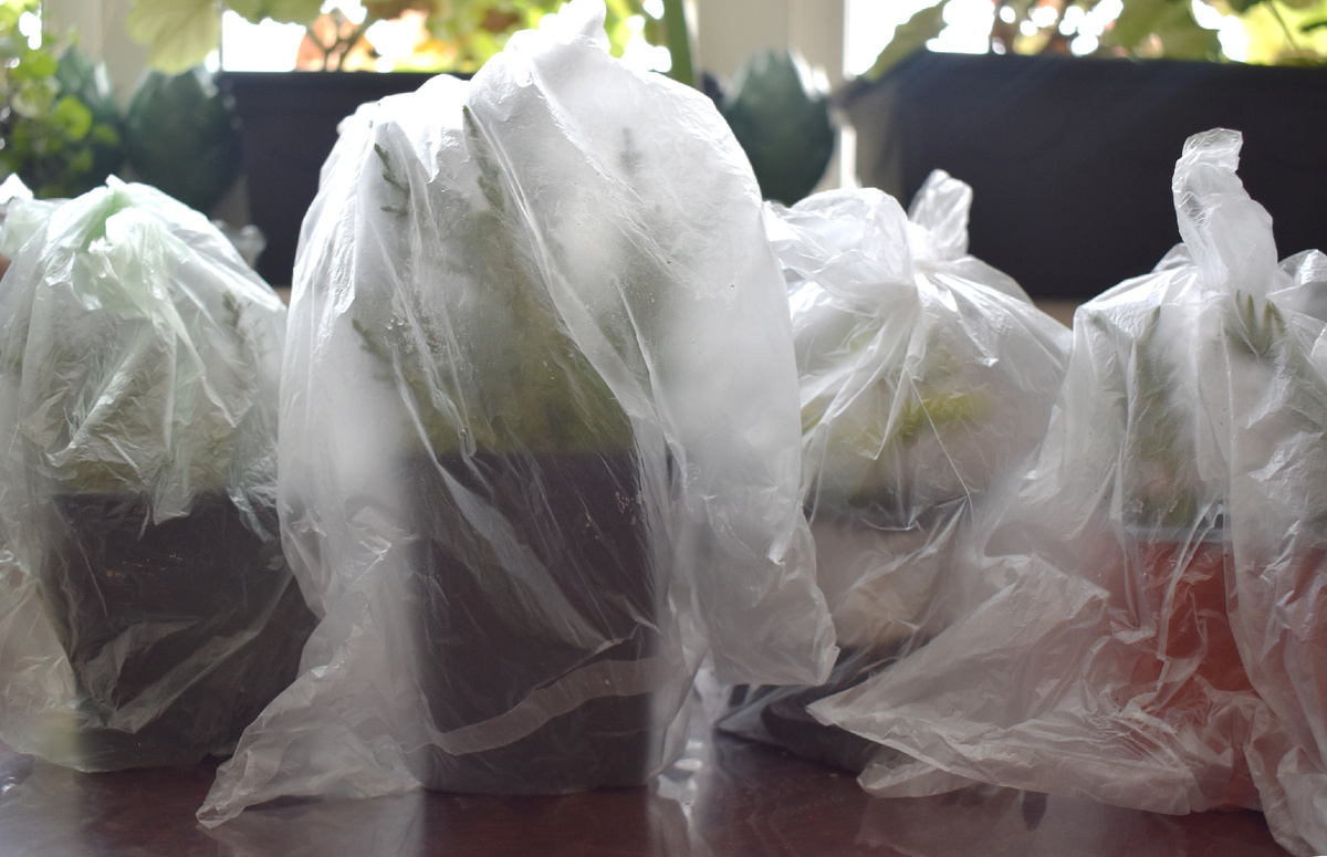 Имитация парника с помощью пакета на горшок. Так держу черенки на укоренении в доме.