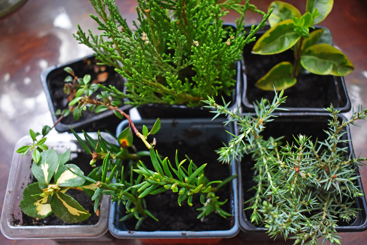 Зимние черенки на укоренни в 2025 г.