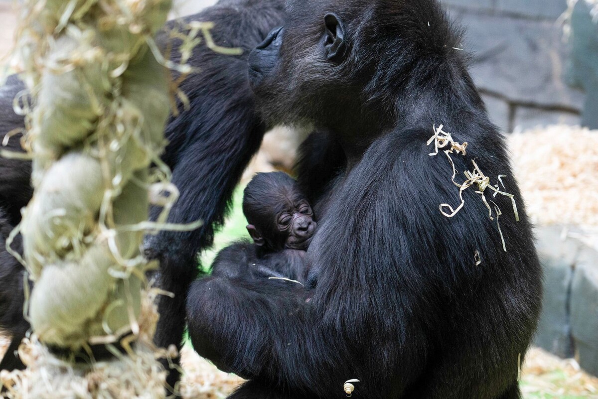     Гориллы. Источник: mos.ru Автор фото: Пресс-служба Мэра и Правительства Москвы