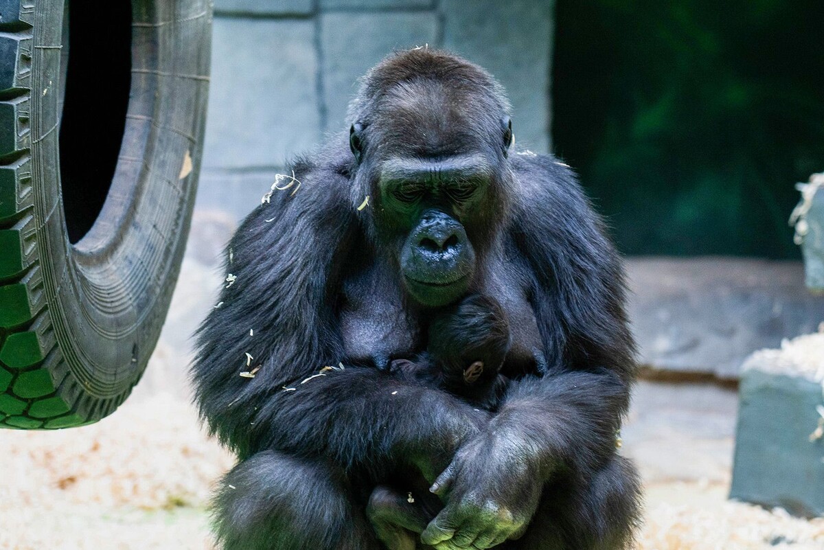    В Московском зоопарке родились детеныши капибары и западной равнинной гориллы