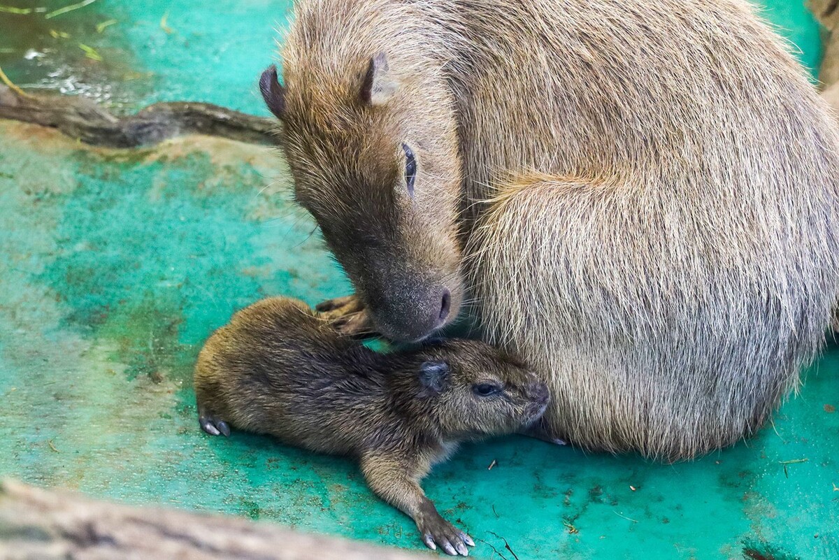    В Московском зоопарке родились детеныши капибары и западной равнинной гориллы