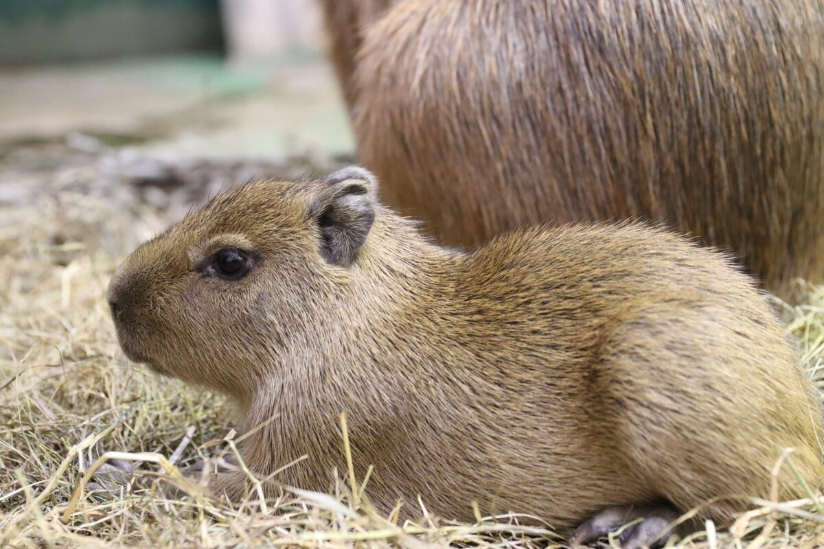    В Московском зоопарке родились детеныши капибары и западной равнинной гориллы