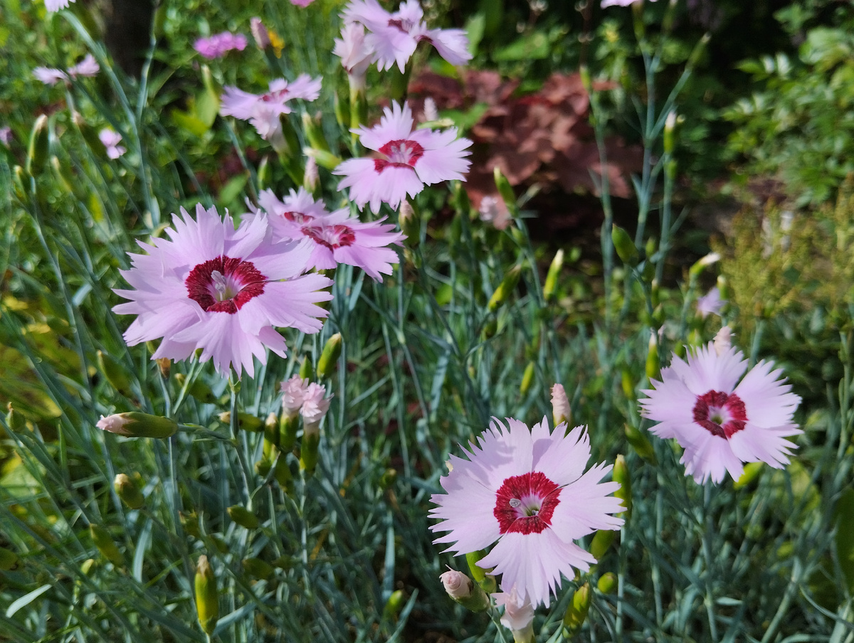 Гвоздика перистая Балатон в миксе расцветок