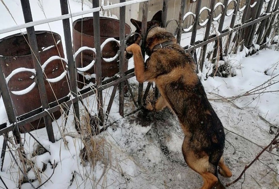    Сейчас с собакой все хорошо