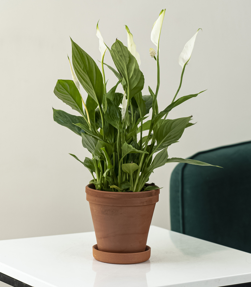 Спатифиллум