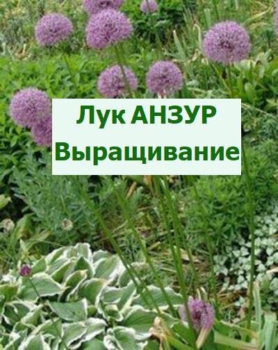 анзур лук
