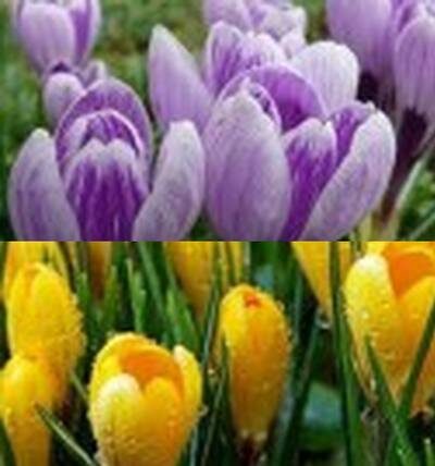 крокусы выращивание