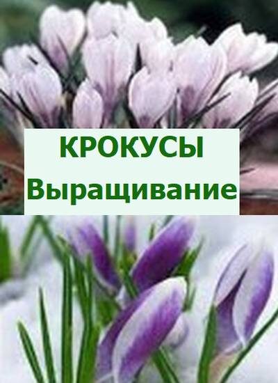 крокусы первые цветы