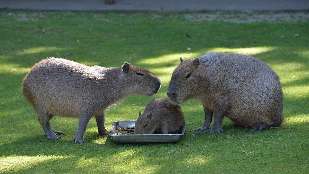    Фото: Александр Кочубей / Вечерняя Москва