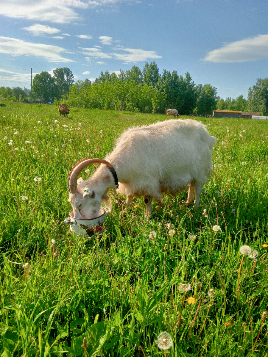 Одна из первых коз, летом продала.