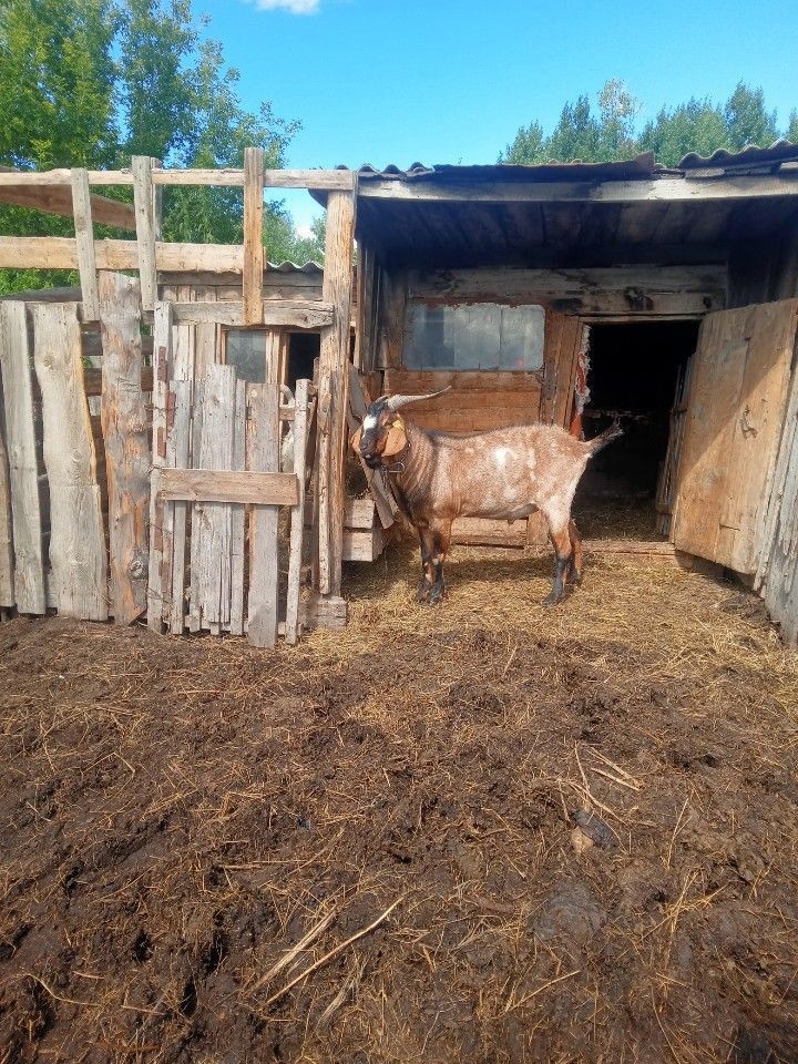 Шикарный, но очень злой козёл.