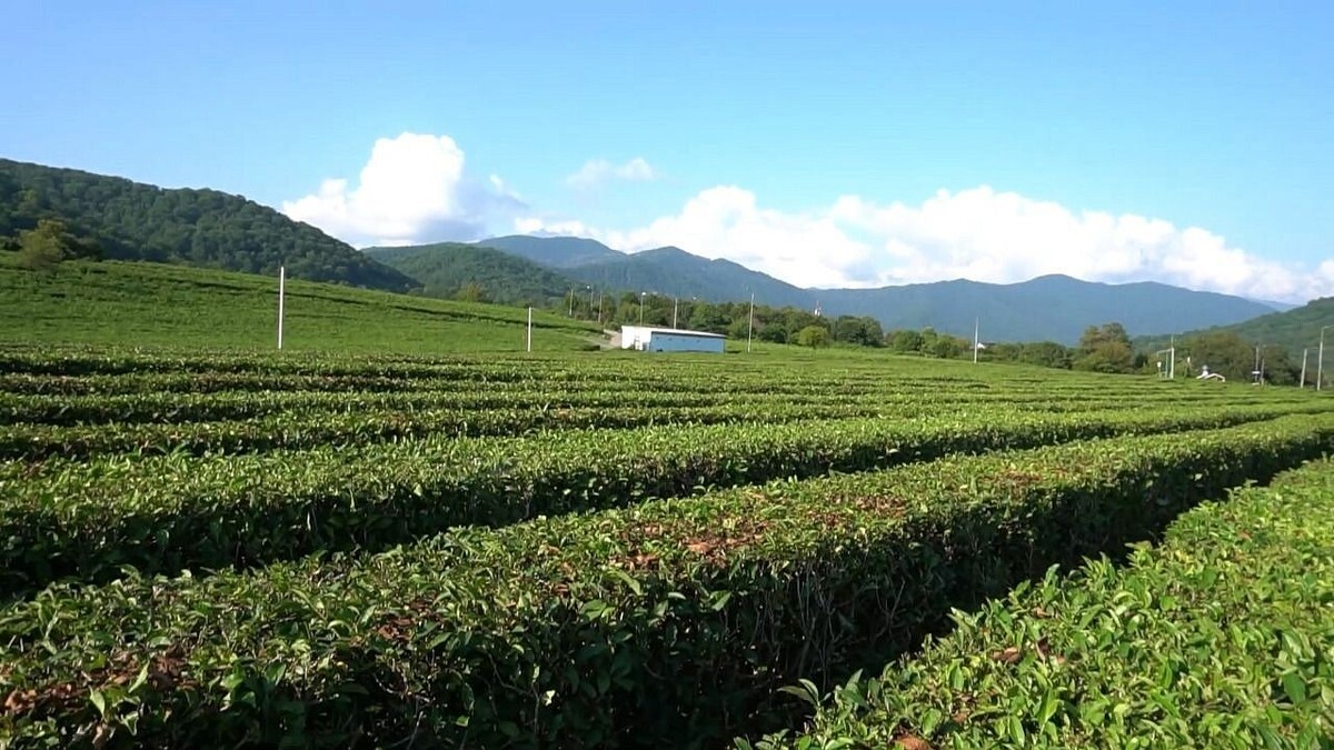    Фото: телеканал «Краснодар»